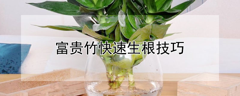 富贵竹快速生根技巧（富贵竹快速生根技巧）