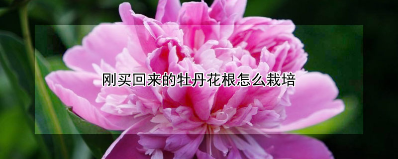刚买回来的牡丹花根怎么栽培（新买的牡丹花根怎么种）