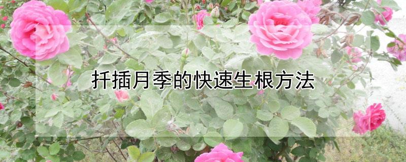 扦插月季的快速生根方法 扦插月季的快速生根方法芦荟扦插月季花