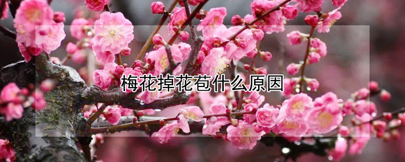 梅花掉花苞什么原因（梅花掉花苞是怎么回事）
