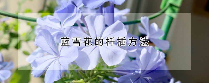 蓝雪花的扦插方法（蓝雪花的扦插方法视频）