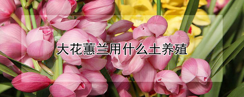 大花蕙兰用什么土养殖 大花蕙兰适合什么土