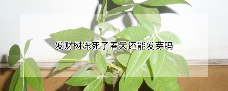 发财树冻死了春天还能发芽吗（做生意买什么绿植招财）
