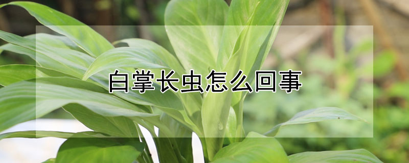 白掌长虫怎么回事（白掌长虫怎么回事儿）