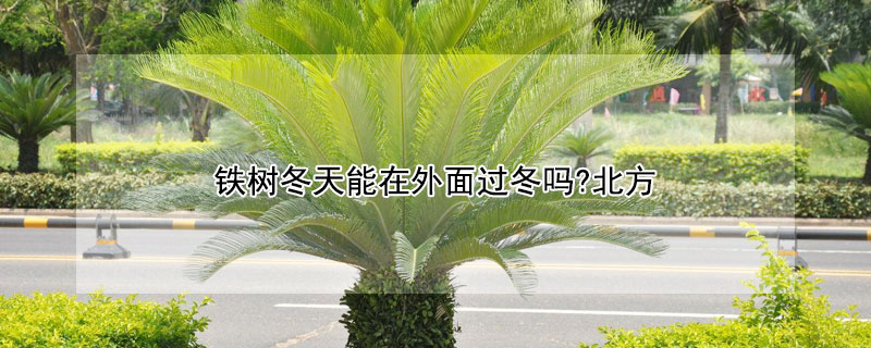 铁树冬天能在外面过冬吗?北方（铁树冬天能在外面过冬吗?南方）
