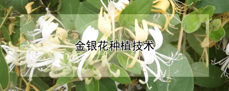 金银花种植技术（树型金银花种植技术）