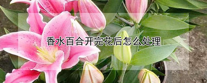 香水百合开完花后怎么处理（香水百合开完花后怎么处理种球）