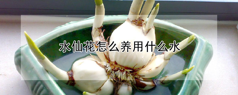水仙花怎么养用什么水 水仙花怎么养用什么水浇好