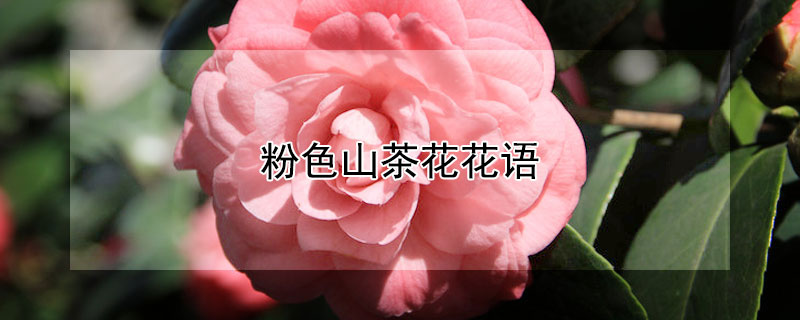 粉色山茶花花语 粉色山茶花花语代表死亡
