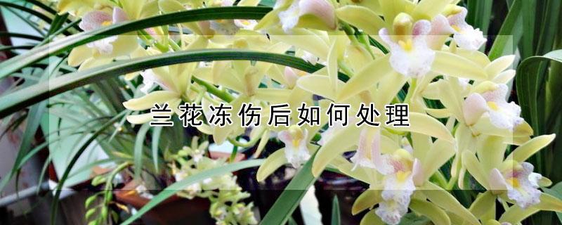 兰花冻伤后如何处理（兰花冻伤了怎样补救呢）