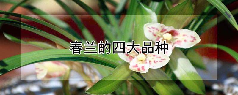 春兰的四大品种（春兰的四大品种有哪些）