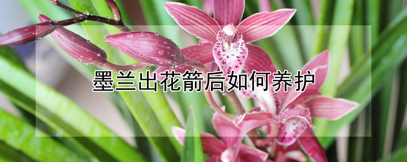 墨兰出花箭后如何养护 墨兰出花箭后如何养护好