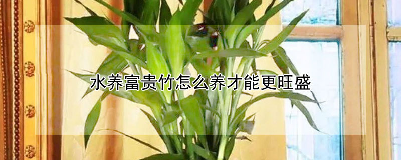 水养富贵竹怎么养才能更旺盛 水养富贵竹怎么养才能更旺盛叶子黄尖怎么办
