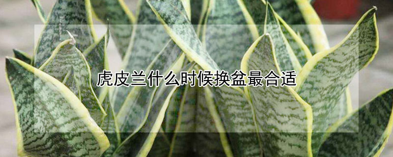 虎皮兰什么时候换盆最合适 秋季换盆的最佳时间