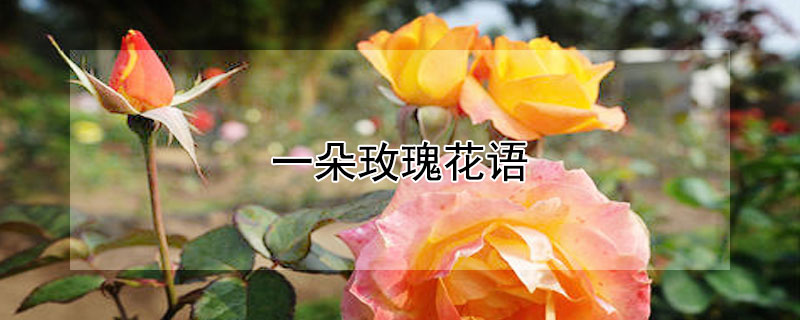 一朵玫瑰花语 一朵玫瑰花语是什么意思