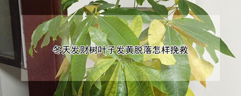 冬天发财树叶子发黄脱落怎样挽救（冬天发财树叶子全黄了怎么办）