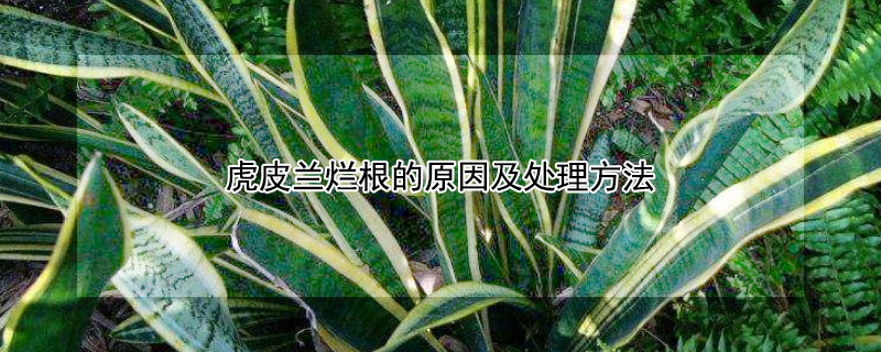 虎皮兰烂根的原因及处理方法 君子兰烂根后的处理方法