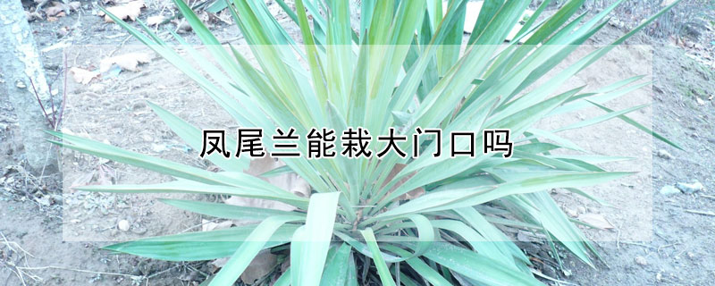 凤尾兰能栽大门口吗（凤尾兰能栽大门口吗图片）
