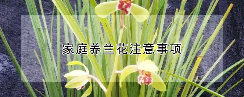 家庭养兰花注意事项 家庭养兰花注意事项大全