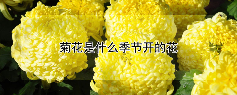菊花是什么季节开的花 菊花是什么季节开的花呀