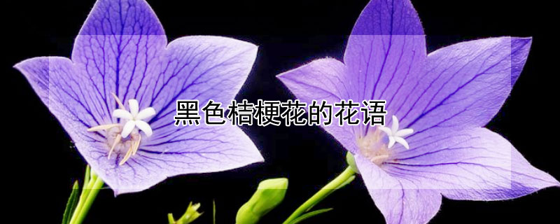 黑色桔梗花的花语 黑色桔梗花的花语和传说