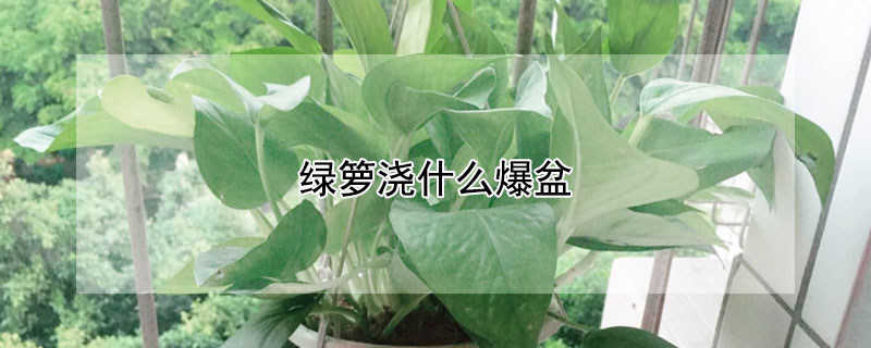 绿箩浇什么爆盆（绿萝浇什么更旺盛）