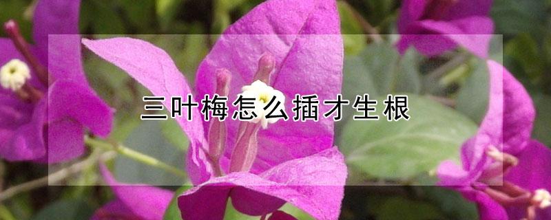 三叶梅怎么插才生根（三叶梅怎么插才生根呢）