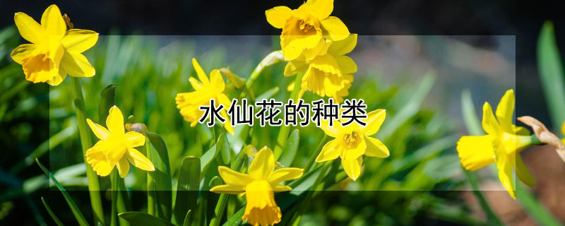 水仙花的种类（水仙花的种类名称）