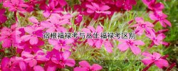 宿根福禄考与丛生福禄考区别 丛生福禄考和宿根福禄考的区别