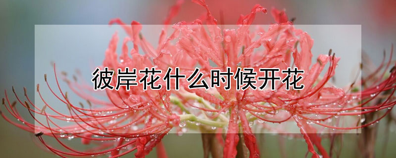 彼岸花什么时候开花 彼岸花什么时候开花的