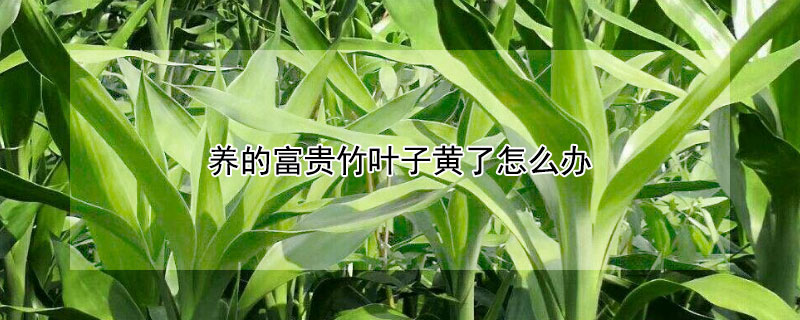 养的富贵竹叶子黄了怎么办（养的富贵竹叶子黄了怎么办视频）