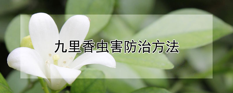 九里香虫害防治方法 九里香虫害用什么药水
