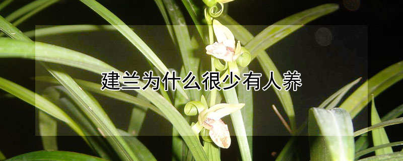 建兰为什么很少有人养（建兰的养殖方法和注意事项 盆栽）