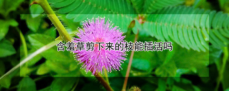 含羞草剪下来的枝能插活吗（含羞草长太高了怎么修剪）