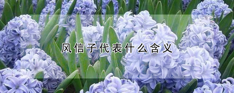 风信子代表什么含义 风信子代表什么含义?