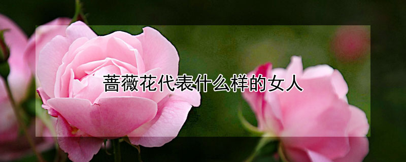 蔷薇花代表什么样的女人 蔷薇花代表什么样的女人和男人