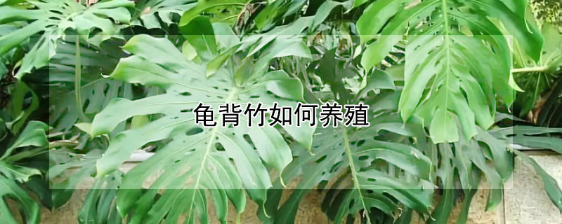 龟背竹如何养殖（龟背竹如何养殖方法和注意事项）