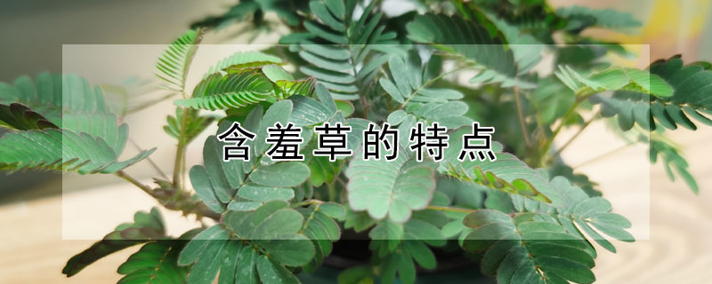 含羞草的特点（含羞草的特点作文）