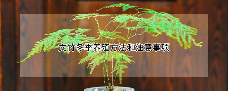 文竹冬季养殖方法和注意事项 文竹冬季的养殖方法和注意事项