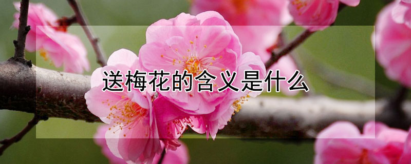 送梅花的含义是什么（送梅花的意义是什么）