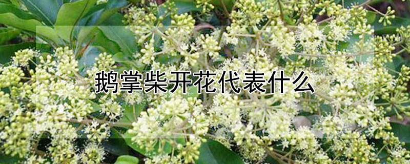 鹅掌柴开花代表什么（鹅掌柴开花的含义）