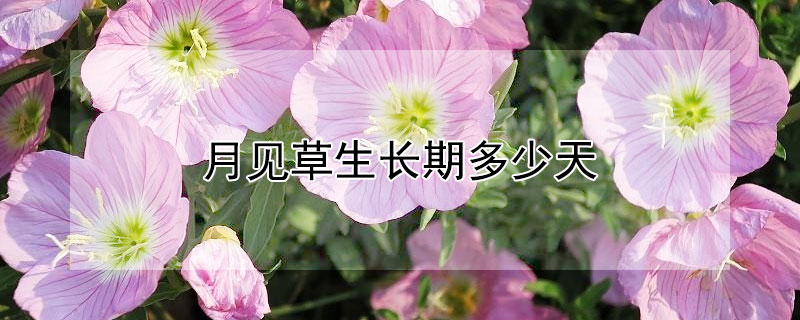 月见草生长期多少天（月见草生长期多少天出芽）