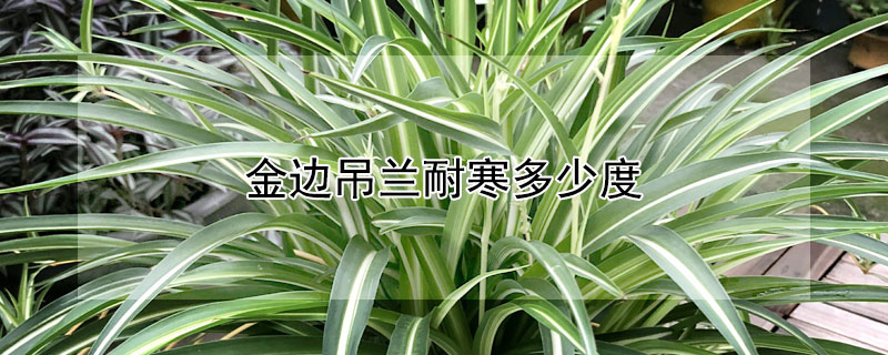 金边吊兰耐寒多少度（金边吊兰耐寒多少度开花）