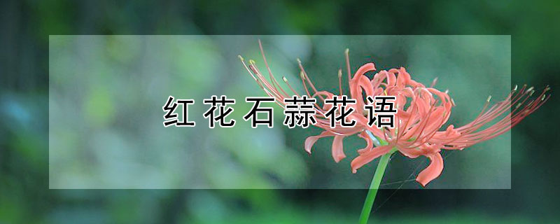 红花石蒜花语 石蒜花种家里会倒霉吗