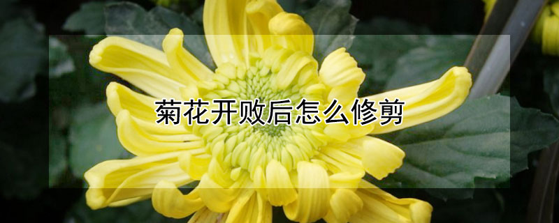 菊花开败后怎么修剪 菊花花开败后怎么修剪