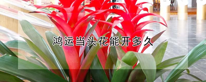 鸿运当头花能开多久 鸿运当头一般能活多久