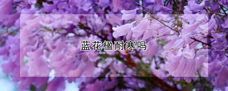 蓝花楹耐寒吗 蓝花楹耐寒吗耐热吗