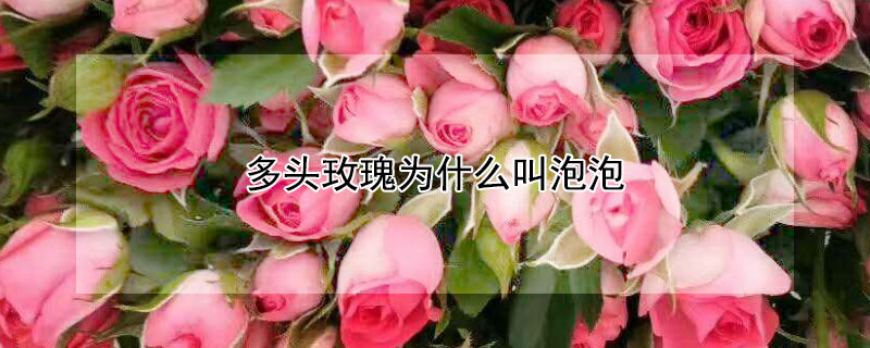 多头玫瑰为什么叫泡泡（多头泡泡和多头玫瑰是一种吗）