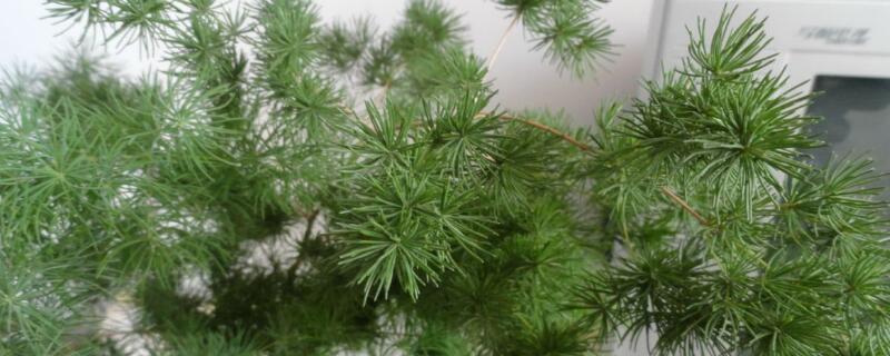 蓬莱松花语（蓬莱松花语象征与寓意）