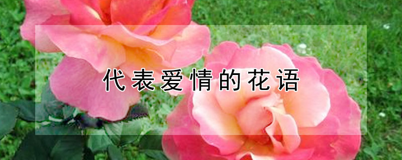 代表爱情的花语 代表爱情的花语唯美